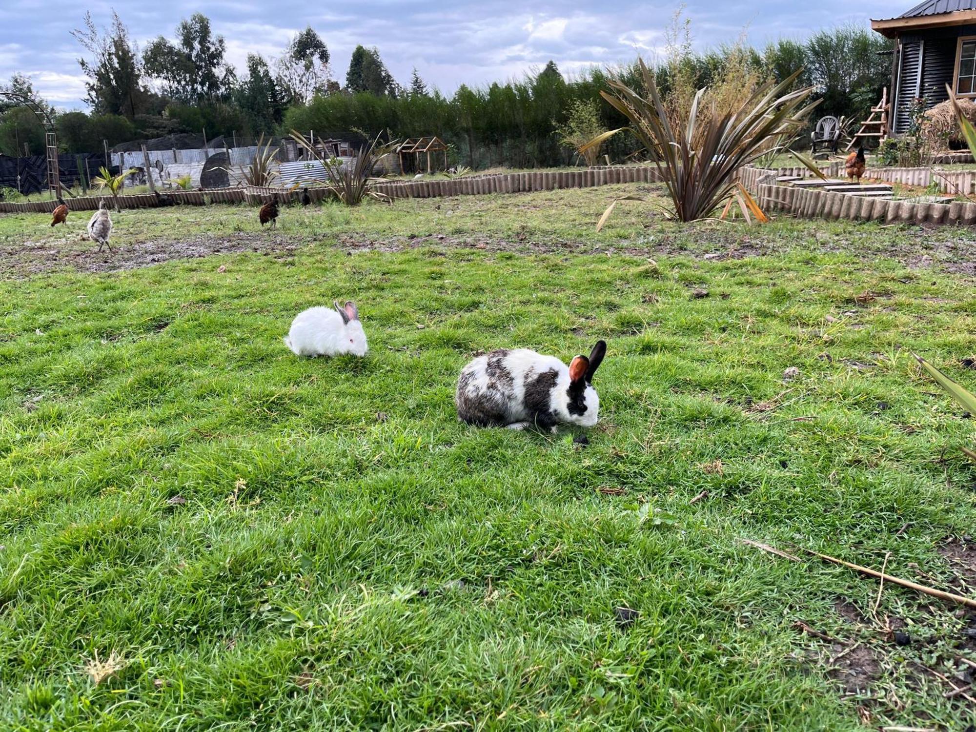 Rafiki House Hotel Nanyuki Buitenkant foto